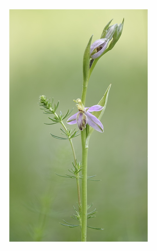 Orchidee Venete 2023 - 8