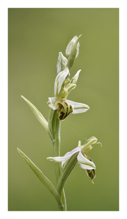 Orchidee Venete 2023 - 8