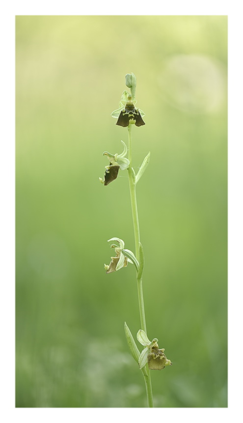 Orchidee Venete 2023 - 8