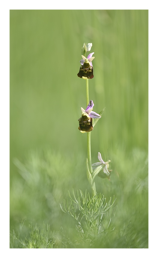 Orchidee Venete 2023 - 8