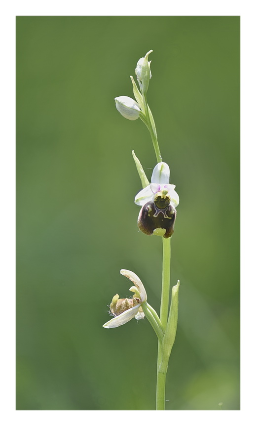 Orchidee Venete 2023 - 8