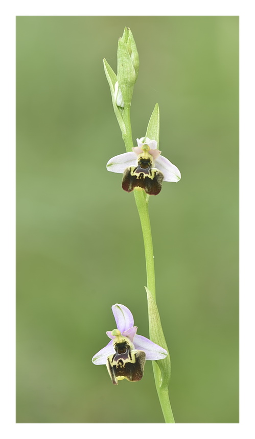 Orchidee Venete 2023 - 8