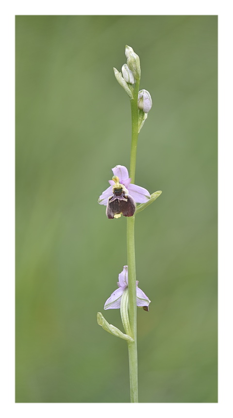 Orchidee Venete 2023 - 8