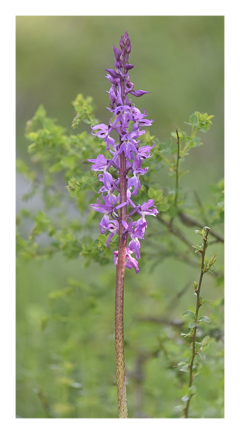 Orchidee Venete 2023 - 10