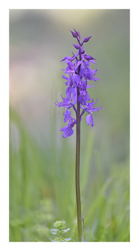 Orchidee Venete 2023 - 10