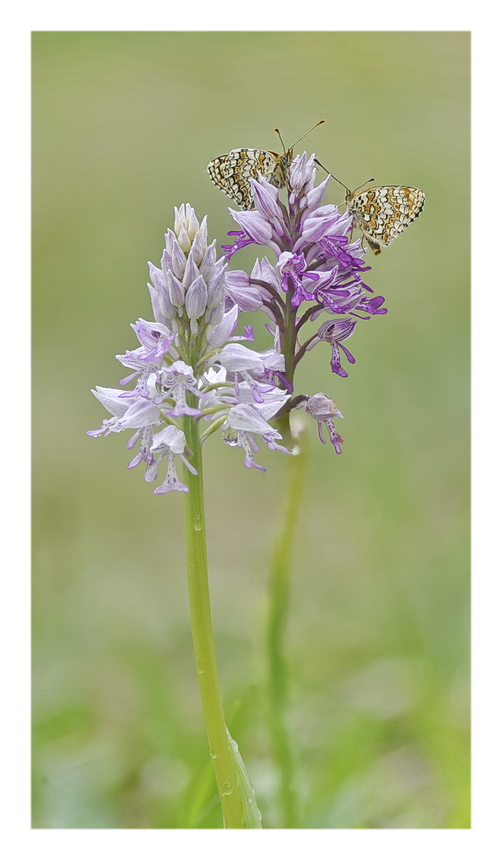 Orchidee Venete 2023 - 10