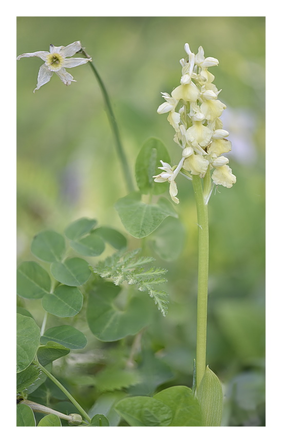 Orchidee Venete 2023 - 10