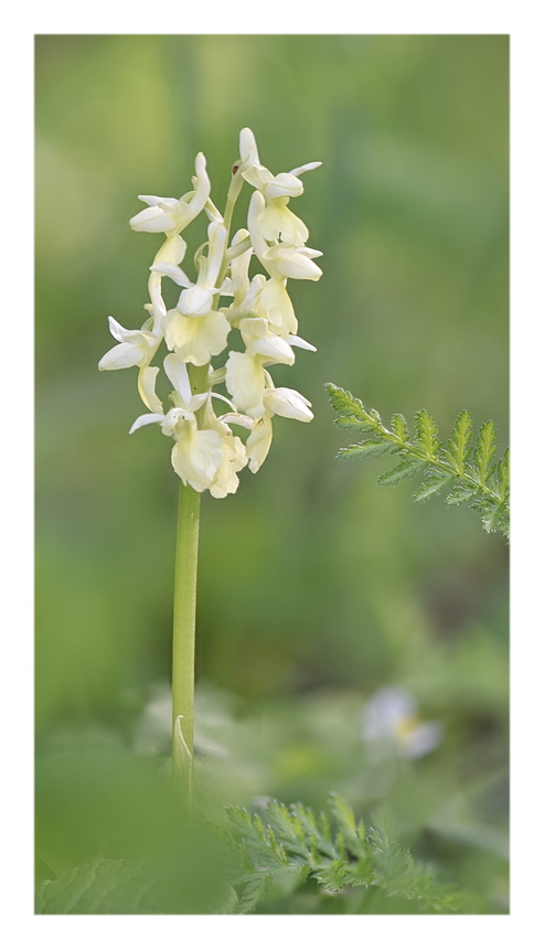 Orchidee Venete 2023 - 10