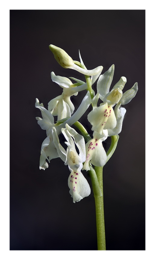 Orchidee Venete 2023 - 10