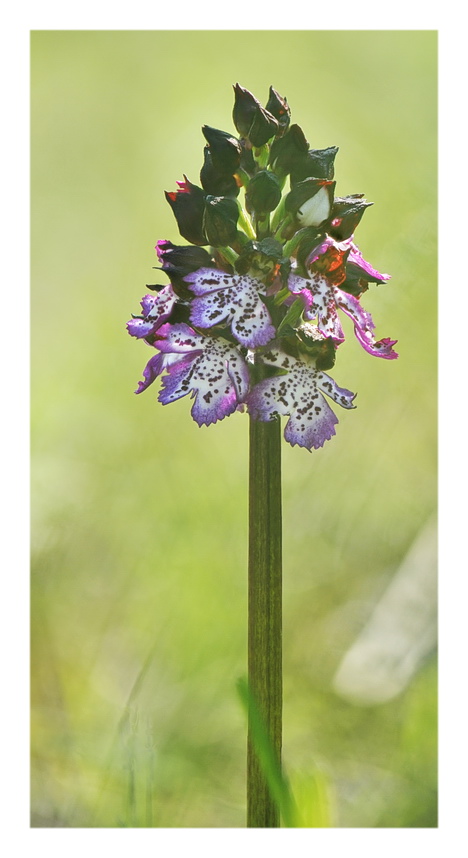 Orchidee Venete 2023 - 10