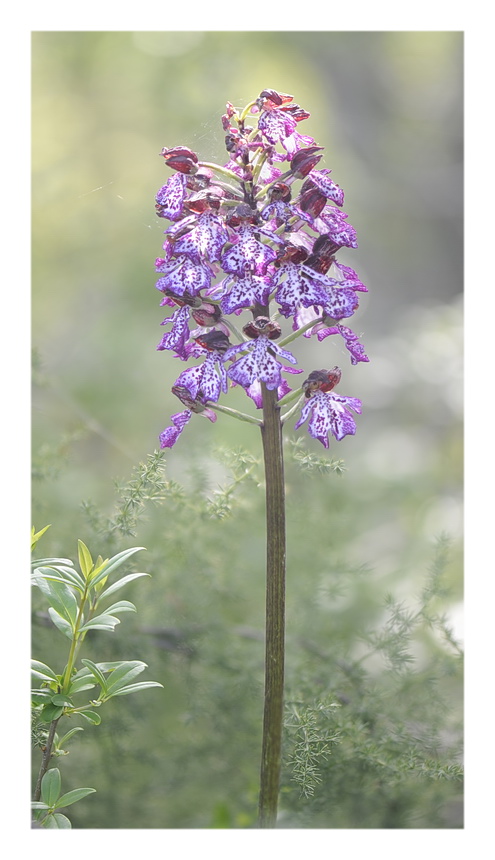 Orchidee Venete 2023 - 10