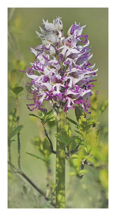 Orchidee Venete 2023 - 10