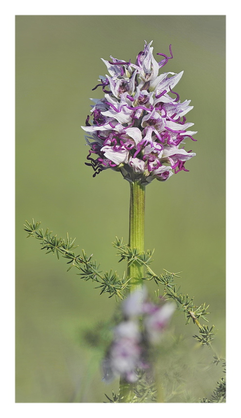 Orchidee Venete 2023 - 10