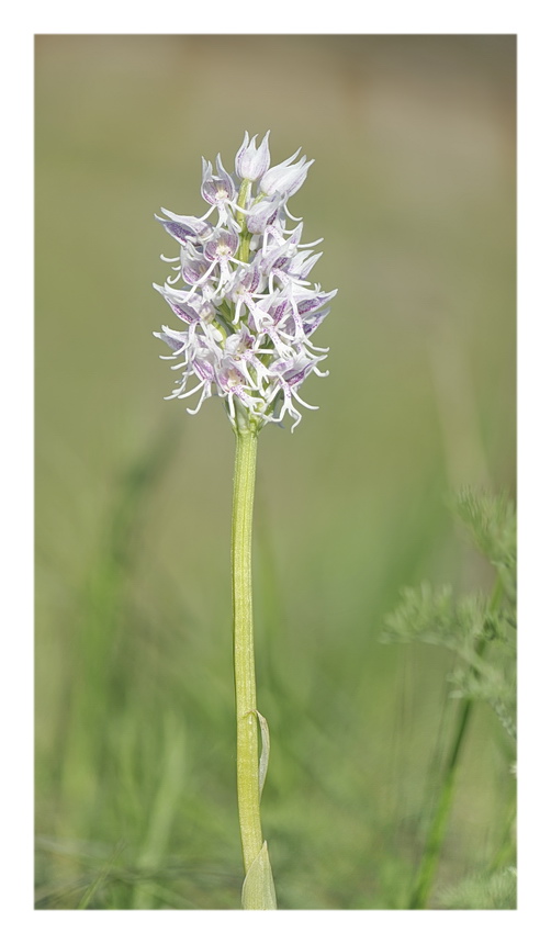 Orchidee Venete 2023 - 10