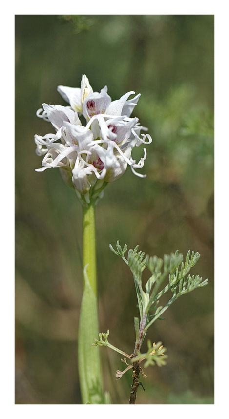 Orchidee Venete 2023 - 10