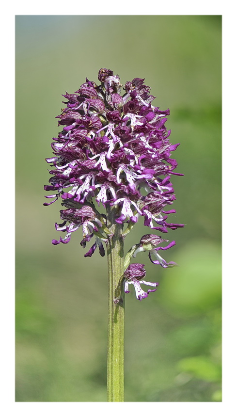 Orchidee Venete 2023 - 10