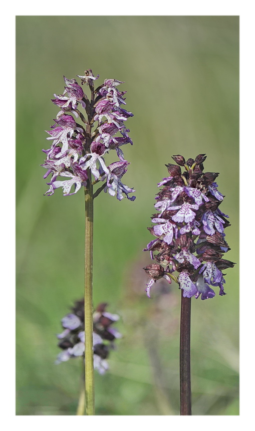 Orchidee Venete 2023 - 10