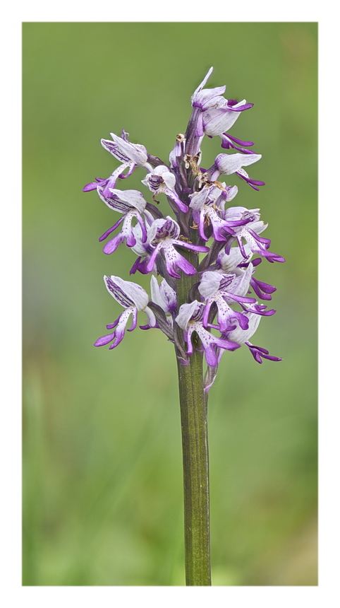 Orchidee Venete 2023 - 10