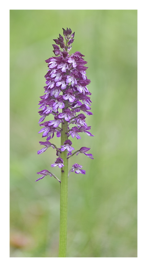 Orchidee Venete 2023 - 10