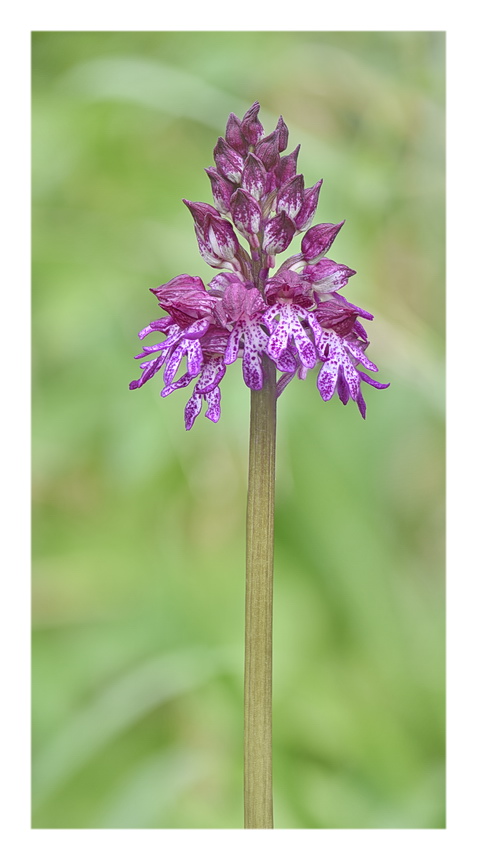 Orchidee Venete 2023 - 10