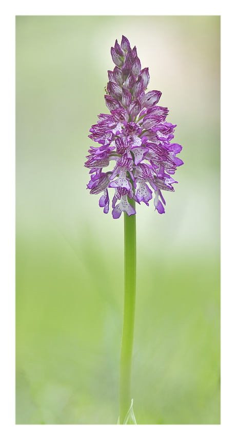 Orchidee Venete 2023 - 10