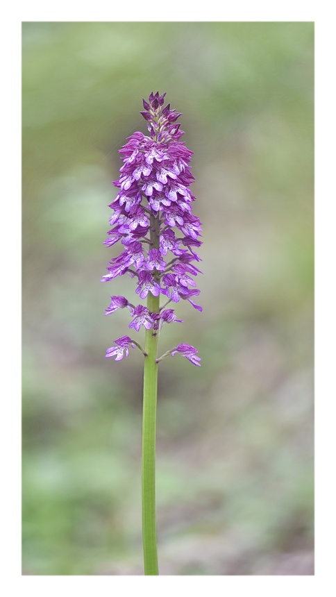 Orchidee Venete 2023 - 10