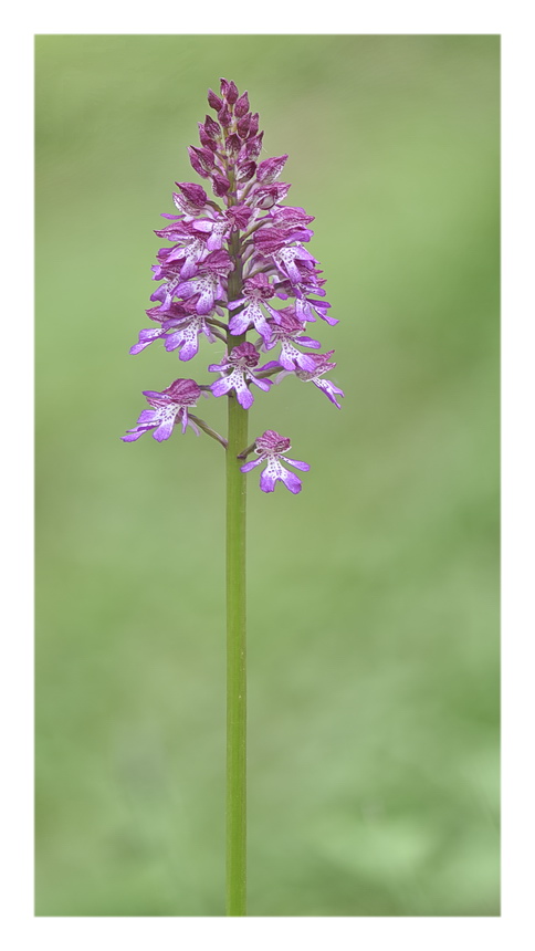 Orchidee Venete 2023 - 10