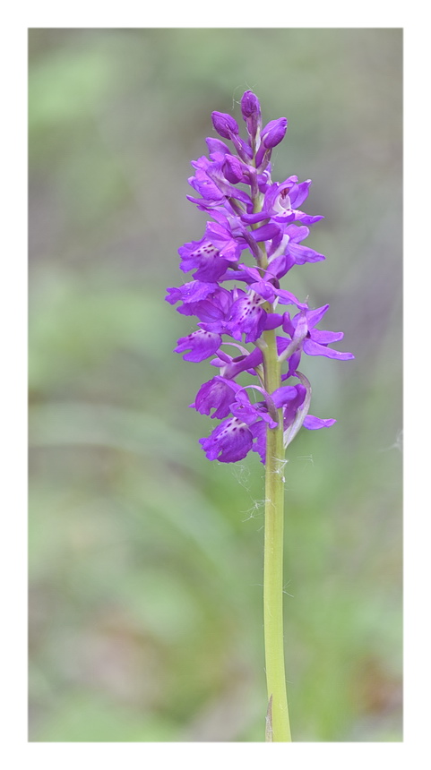 Orchidee Venete 2023 - 10