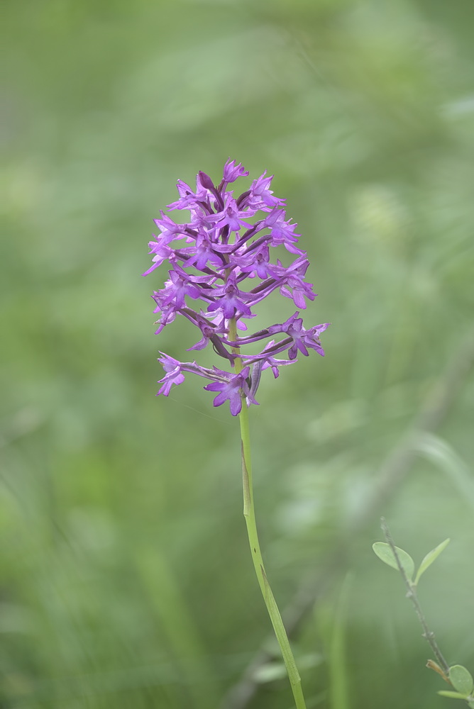 Anacamptis  berica?
