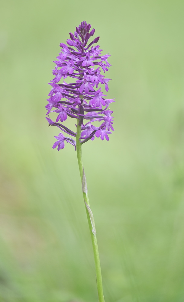 Anacamptis  berica?