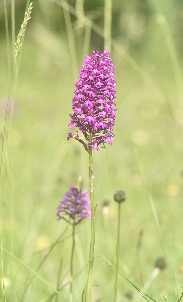 Anacamptis  berica?