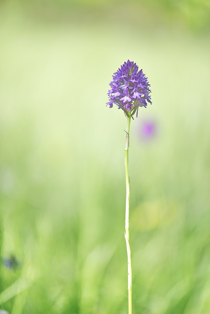 Anacamptis  berica?