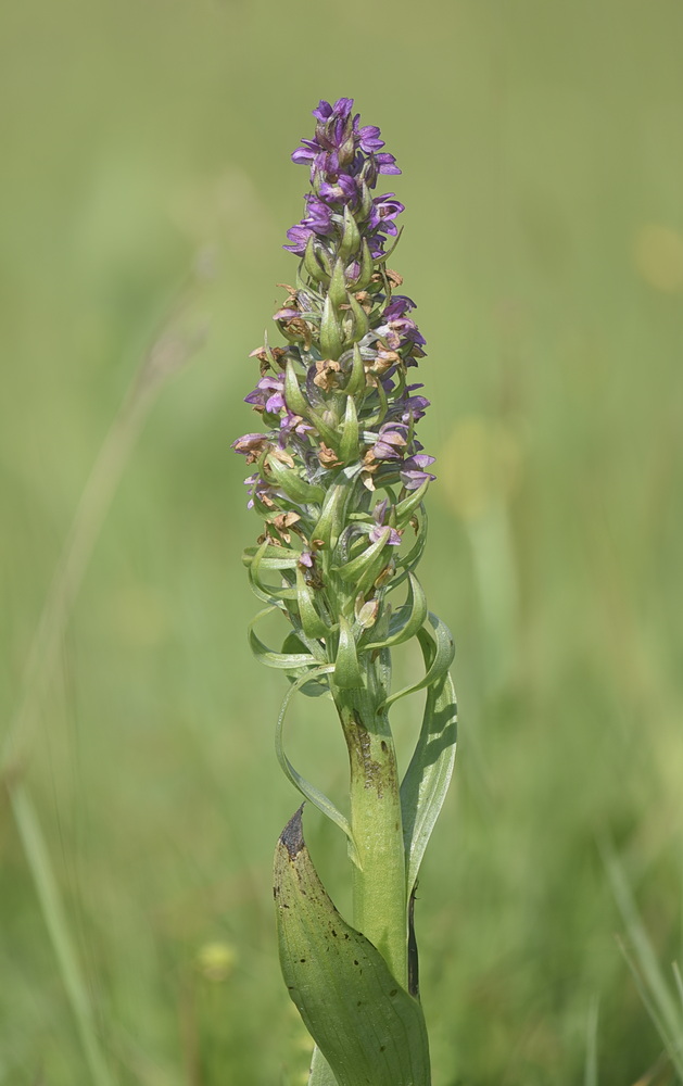 Dactylorhiza incarnata?