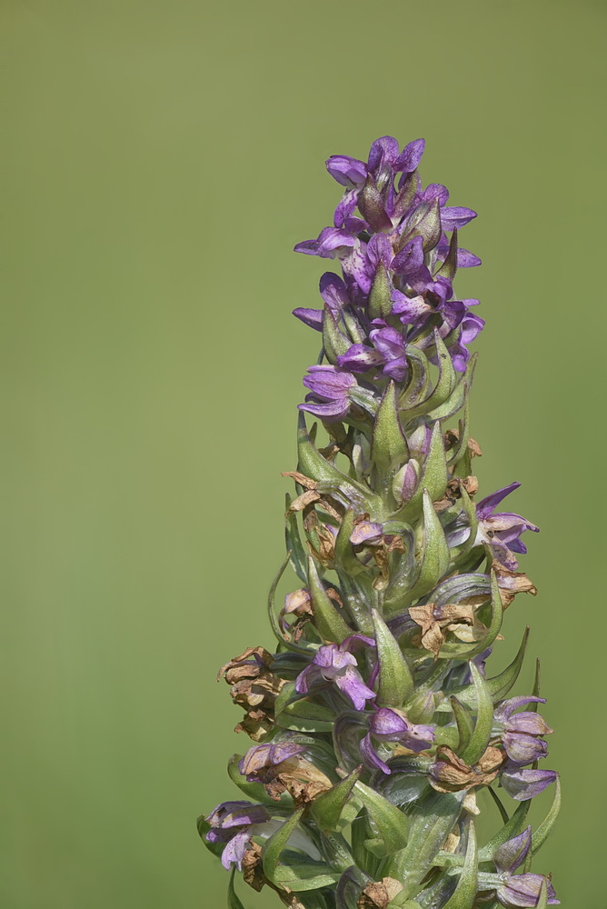 Dactylorhiza incarnata?