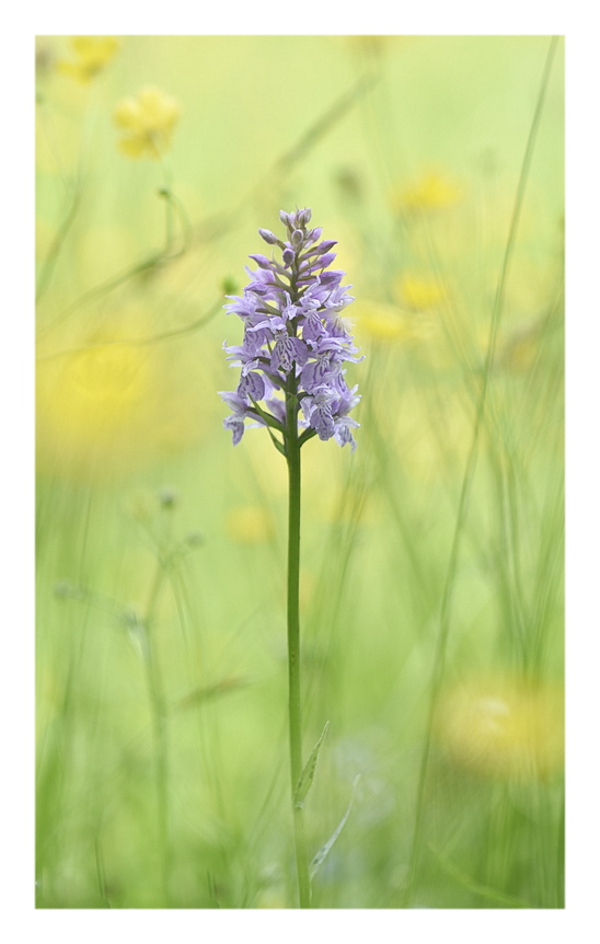 Orchidee Venete 2024 - 3