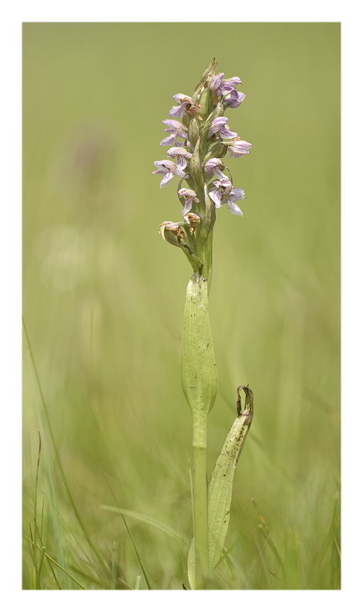 Orchidee Venete 2024 - 3