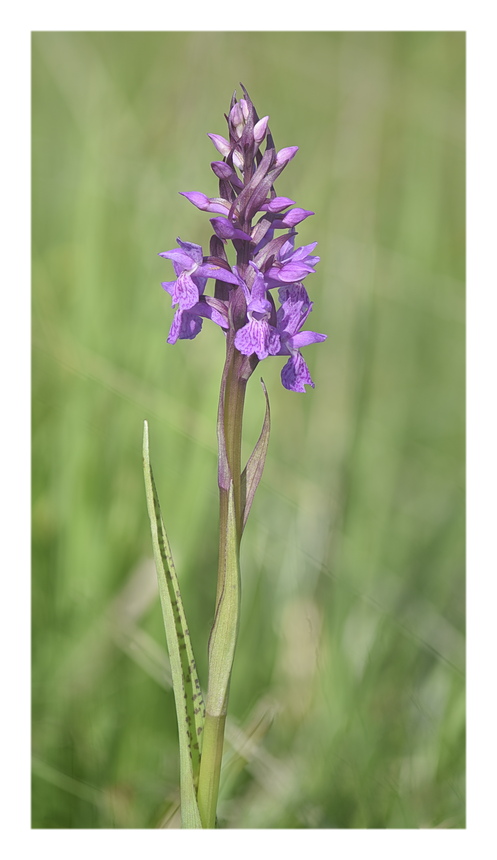 Orchidee Venete 2024 - 3