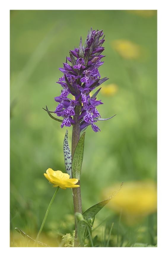 Orchidee Venete 2024 - 3