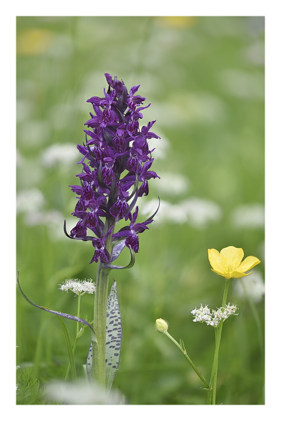 Orchidee Venete 2024 - 3