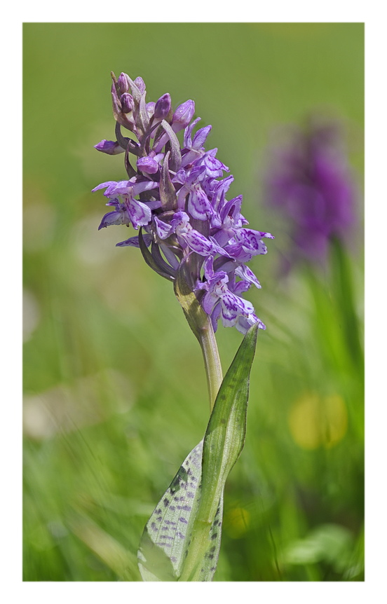 Orchidee Venete 2024 - 3