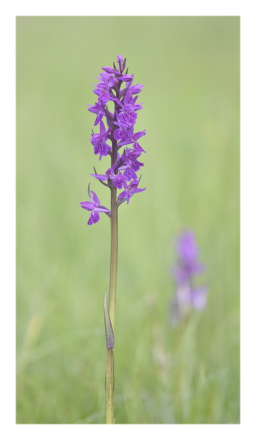Orchidee Venete 2024 - 3
