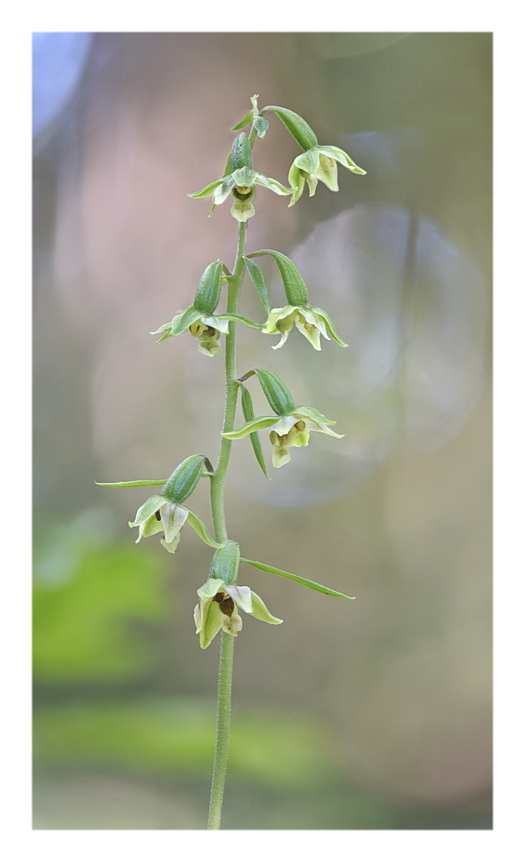 Orchidee Venete 2024 - 4