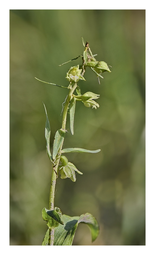 Orchidee Venete 2024 - 4