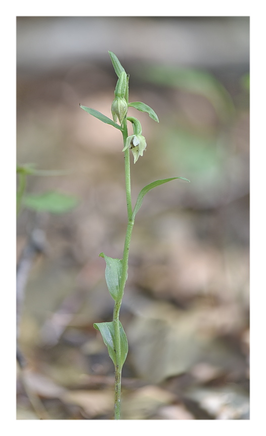Orchidee Venete 2024 - 4
