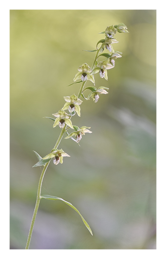 Orchidee Venete 2024 - 4