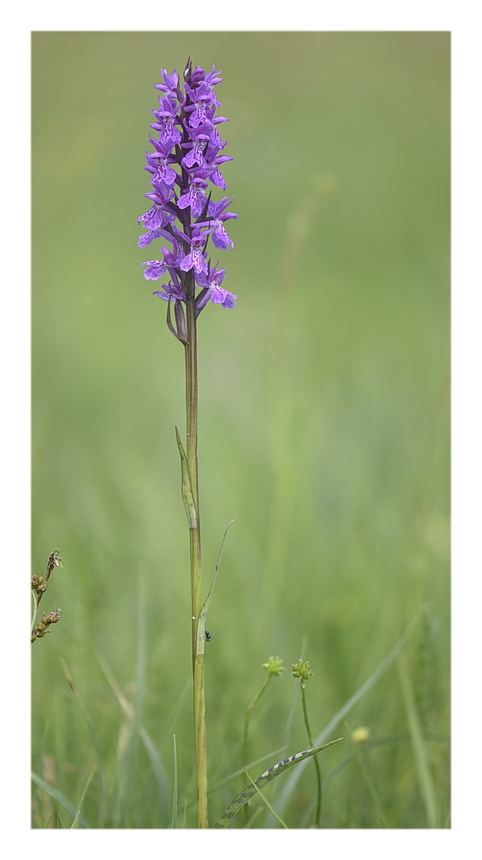 Orchidee Venete 2024 - 3