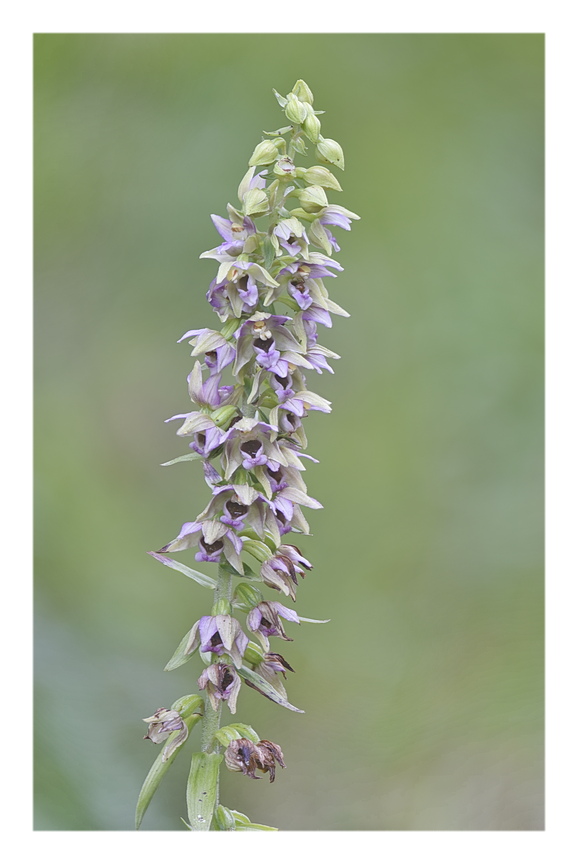 Orchidee Venete 2024 - 4