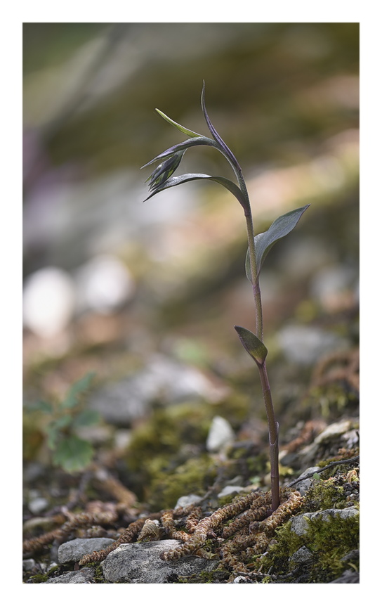 Orchidee Venete 2024 - 4