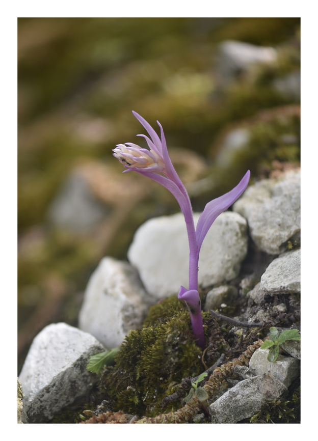 Orchidee Venete 2024 - 4