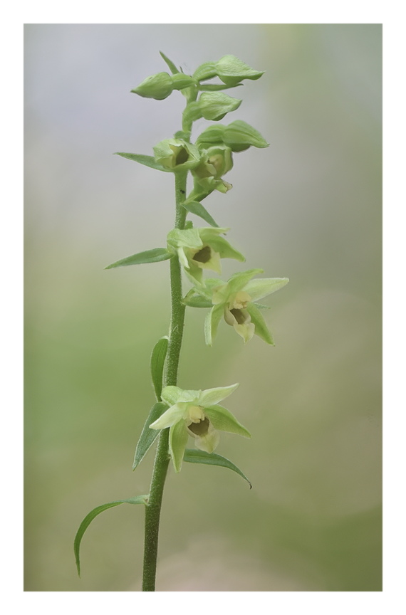 Orchidee Venete 2024 - 4